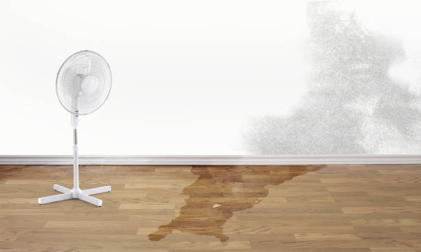 Best Flood damage cleanup  in Morrisville, NC